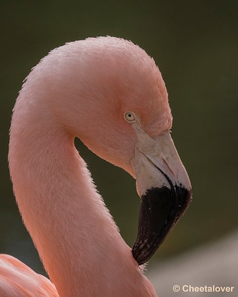 _DSC0470.JPG - Roze Flamingo